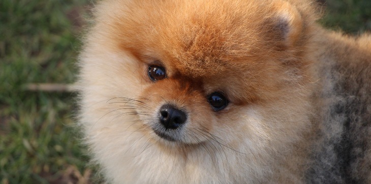 pomeranian dog face up close