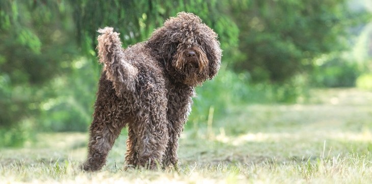 Barbet