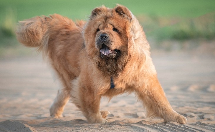 Chow Chow