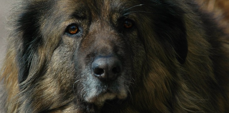 Estrela Mountain Dog face