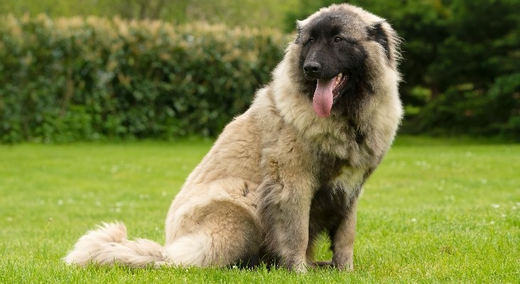 Estrela Mountain Dog