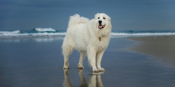 Great Pyrenees
