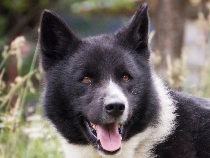 Karelian Bear Dog