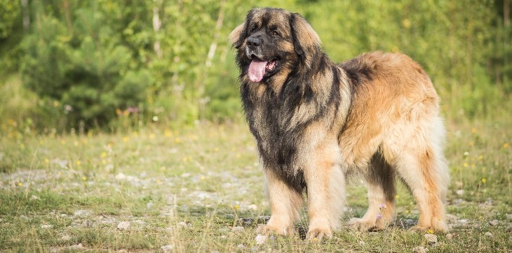 Leonberger