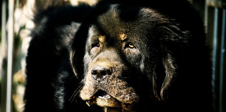 Newfoundland dog