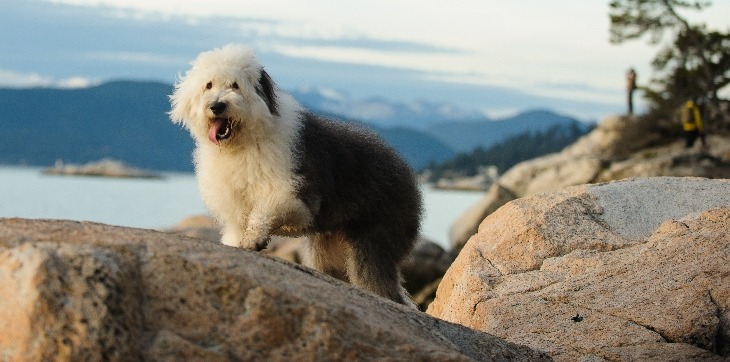 Old English Sheepdog