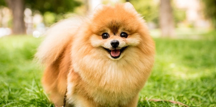 Pomeranian dog
