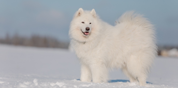 Samoyed dog