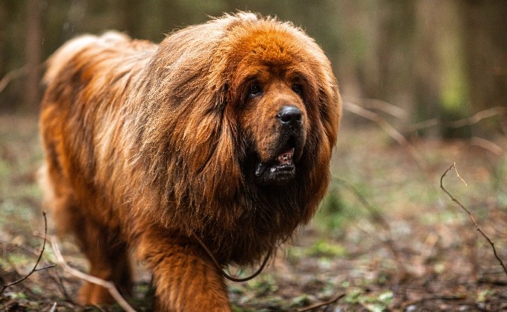 Tibetan Mastiff