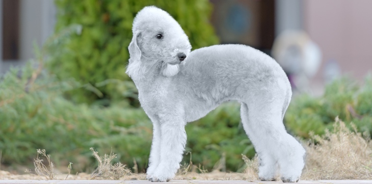 bedlington terrier dog that looks like lamb standing outside