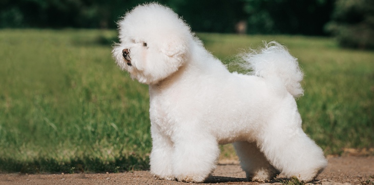 bichon frise sheep-looking dog standing outside