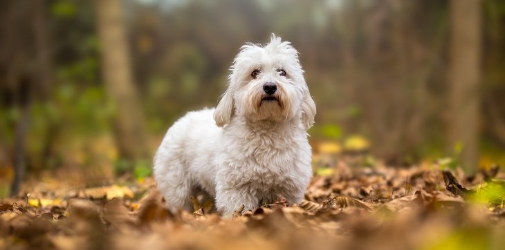 coton de tulear standing outside