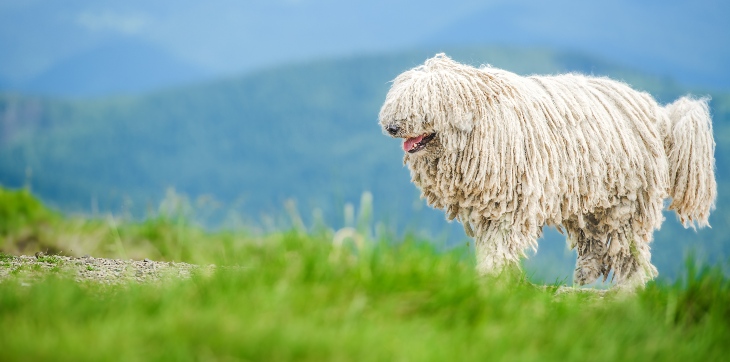  sheep-like komondor dog walking on a grassy mountain