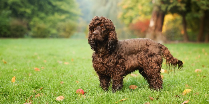 irish water spaniel standing in grass