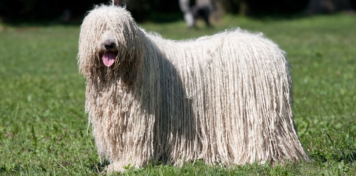 sheep-like komondor dog standing in grass