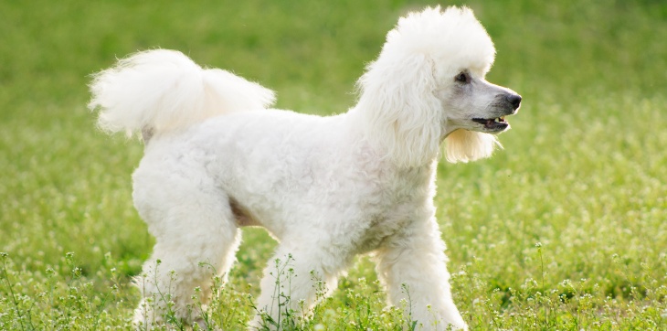 poodle that looks like sheep standing in grass