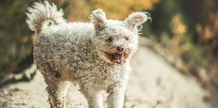 sheep-like pumi dog running outside