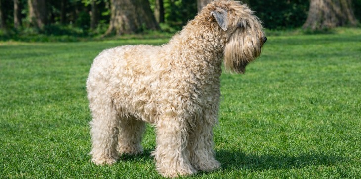 soft-coated wheaten terrier dog that looks like sheep standing in the grass