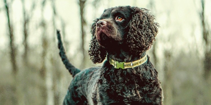american water spaniel