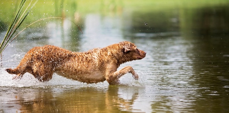 chesapeake bay retriever leaping into water
