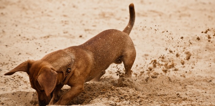 dachshund digging hole in sand