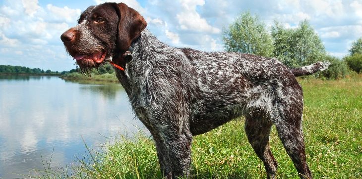 german wirehaired pointer near river