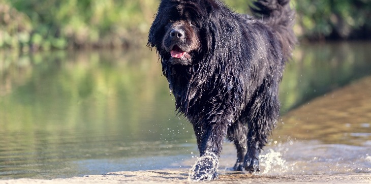 newfoundland dog splashing in water