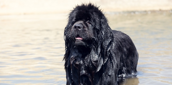 newfoundland dog in water