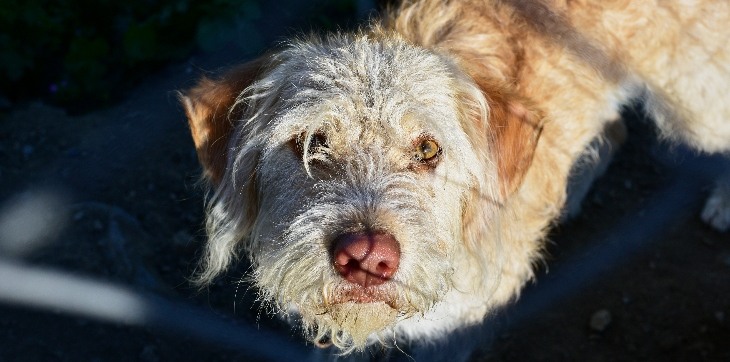 otterhound looking up
