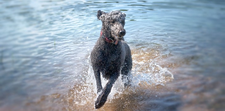 poodle leaping out of water