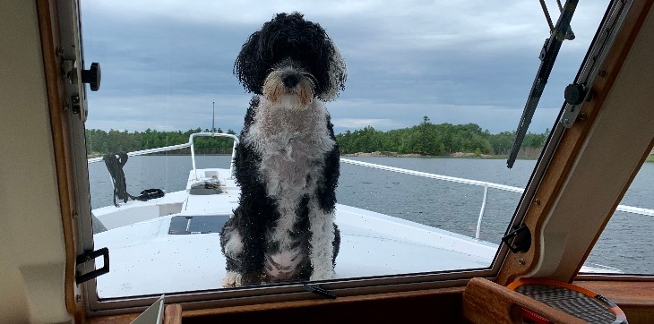 portuguese water dog on boat