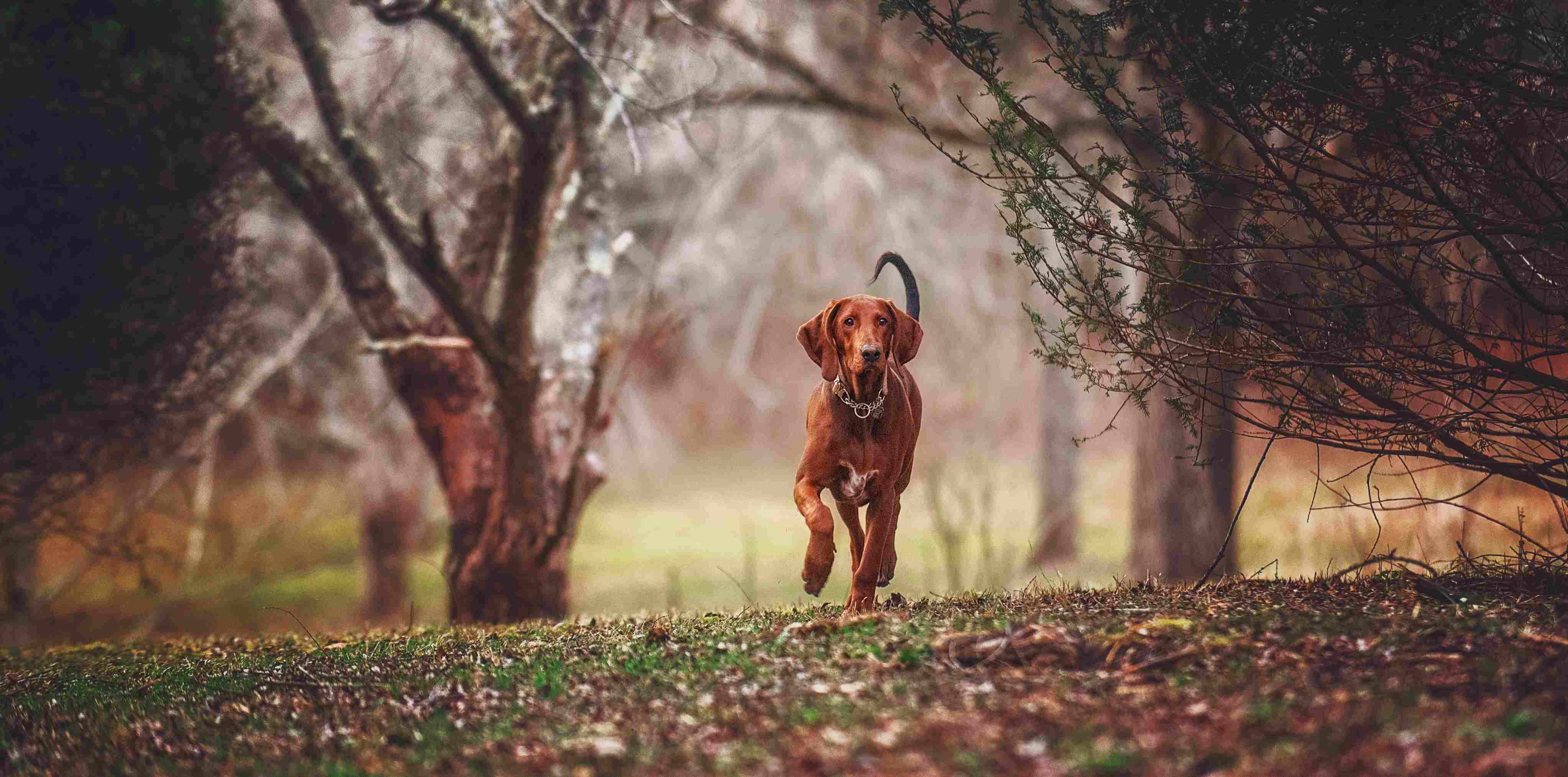 redbone coonhound walking in field