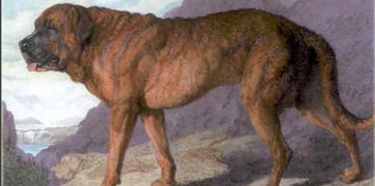 painting of alpine mastiff