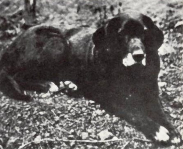 photo of st johns water dog