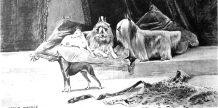 paisley terrier and english toy terrier