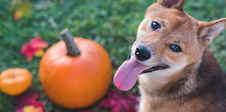 dog and pumpkin