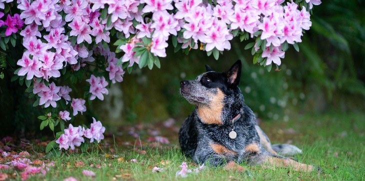 dog under azalea shrub