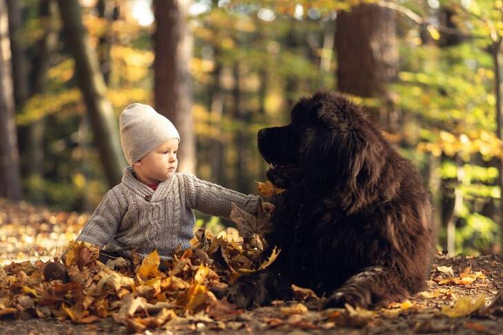 baby and newfoundland