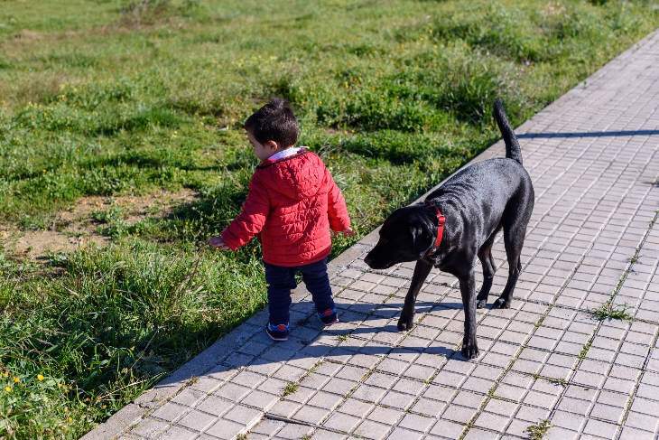 boy and black lab