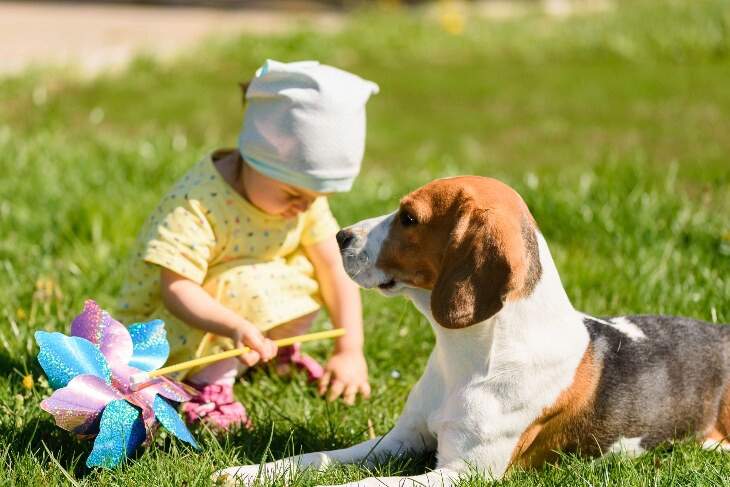 toddler and beagle