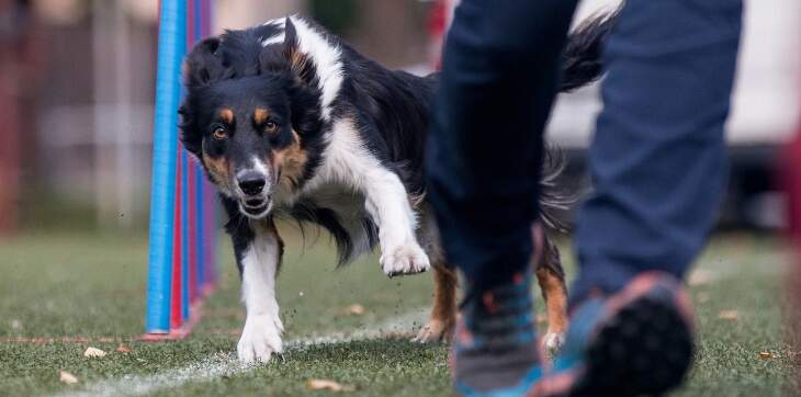 dog and human running agility course