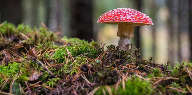 trail toadstool mushroom
