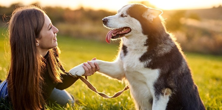 husky giving paw outside