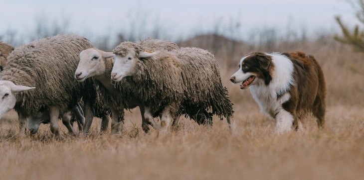 dog herding sheep