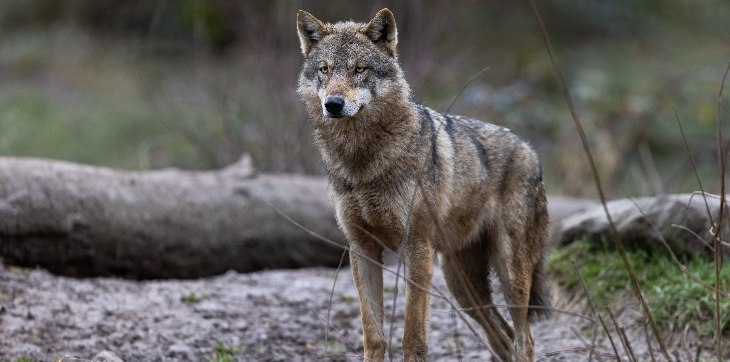gray wolf
