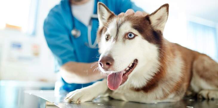 dog-at-veterinarian-office
