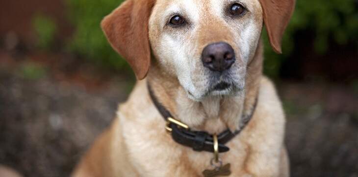 labrador-retriever-wearing-id-tag