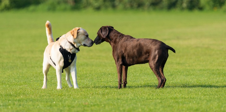  Two Labrador Retriever dogs sniffing each other