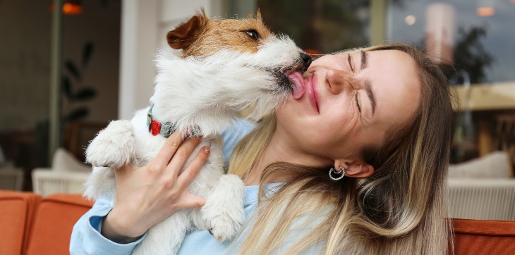Jack Russell Terrier dog licking their pet parent's face.