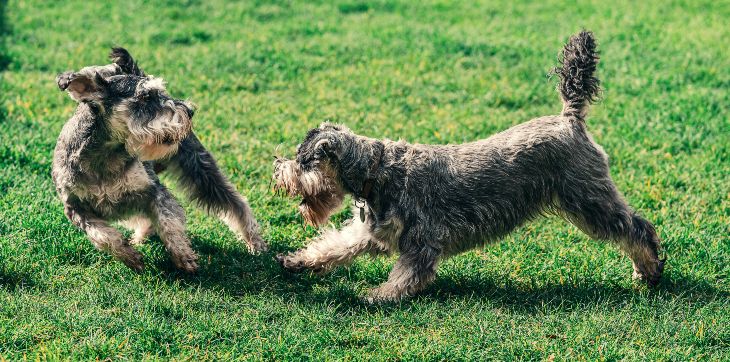 Two Schnauzer dogs playing.